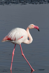 Flamingo, lake, Namibia, Africa