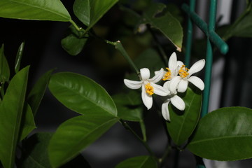 Obraz na płótnie Canvas lemon Flower