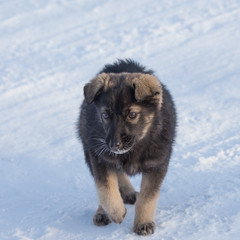 puppy on the white snow