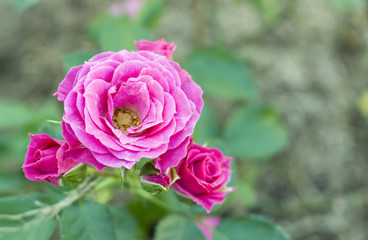 Beautiful bright pink rose blossoms on a bush in the garden. soft-focus in the background. over light
