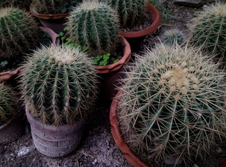 Echinocactus grusonii