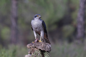 Eurasian goshawk