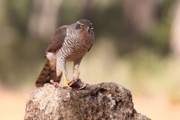 Eurasian goshawk