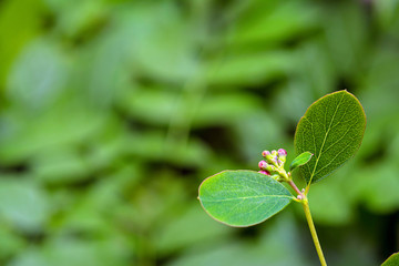 Macro of blossoms