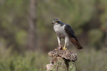 Eurasian goshawk