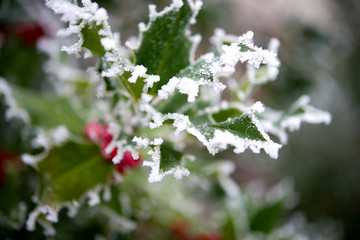 Ilex im Winter 