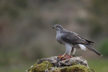 Eurasian goshawk
