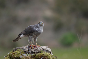 Eurasian goshawk