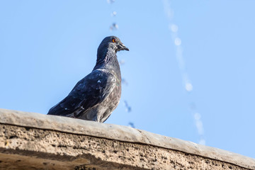Single pigeon in the fountain