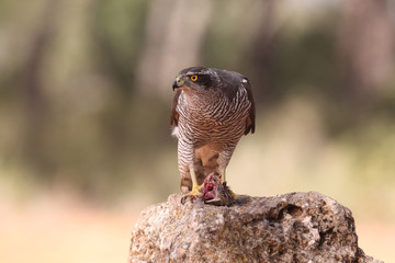 Eurasian goshawk
