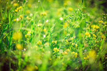 Beautiful landscape the wildlife. Fresh green grass and yellow wildflowers with water drops on the background of sunlight beams. The idea of the background of Mother's day, 8 March 