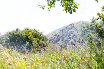 wild grass in nature