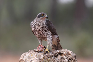 Eurasian goshawk