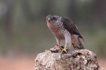 Eurasian goshawk