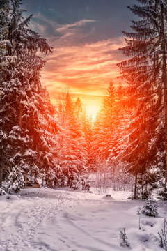 Fototapeta Wonderful winter landscape. snow covered pine tree over the mountain river under sunlight. colorful sky. wonderful, amazing view. christmas holiday concept. picturesque amazing scene.