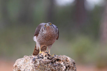 Eurasian goshawk