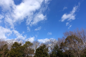 Obraz premium 冬の空