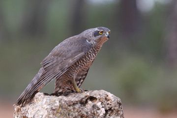 Eurasian goshawk