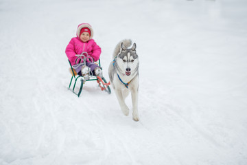 Adorable little girl having a cuddle with husky sled dog