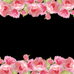 Beautiful floral background with pink roses. Isolated 