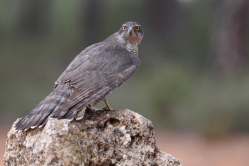 Eurasian goshawk