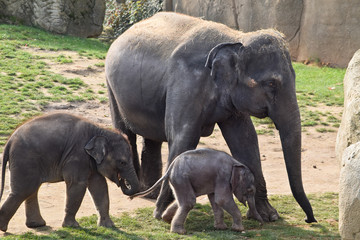 Asian elephants with calves in the zoo