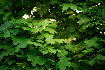 Maple green leaves close up