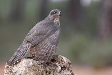 Obraz premium Eurasian goshawk