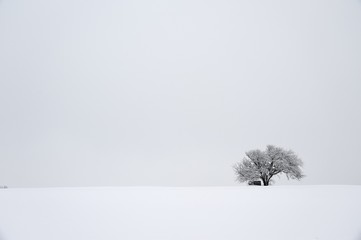 Baum auf einem verschneiten Feld