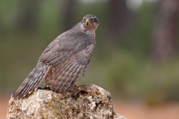 Eurasian goshawk