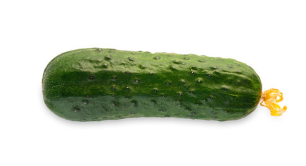 One ripe fresh green cucumber isolated on white background