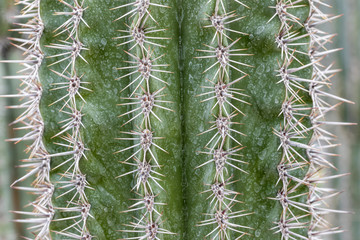 detail of cactus