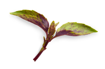 Fototapeta premium Basil herb closeup isolated on white background