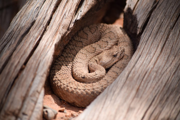Midget Faded Rattlesnake in the wilds, Colorado