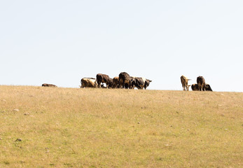 Cows grazing on pasture