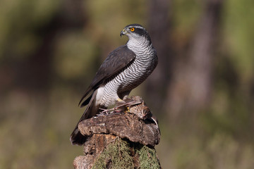 Eurasian goshawk
