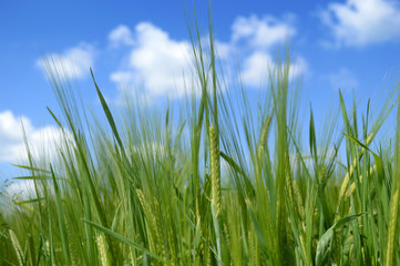 Fototapeta premium Barley Field
