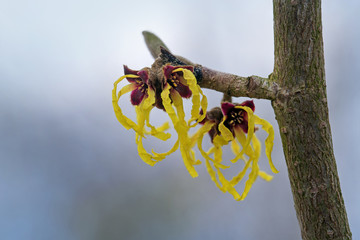 witch hazel, hamamelis mollis, branch with yellow flowers, natural medicine plant