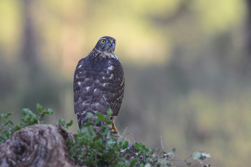 Eurasian goshawk