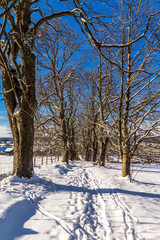 Blauer Himmel über der verschneiten Kastanienallee