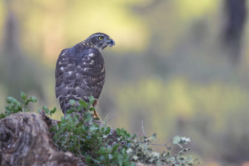 Obraz premium Eurasian goshawk