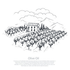 Fototapeta premium Hand-drawn olive field. Vector nature illustration. Healthy food