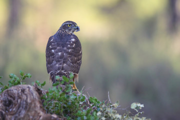 Eurasian goshawk