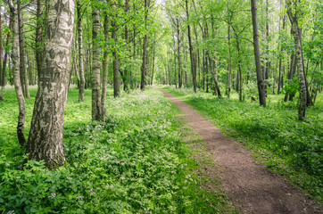 Obraz premium Path leading through the summer park