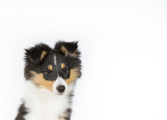 Dog portrait for copy space and banner use. The dog breed is Shetland sheepdog 