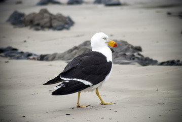 Pacific gull standing on the sand at the beach