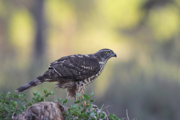 Eurasian goshawk