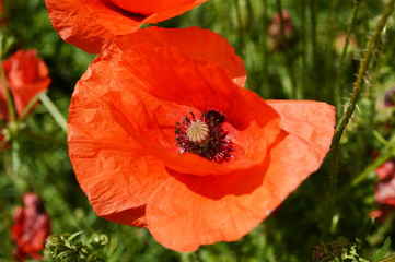 Poppy Seed Flowers