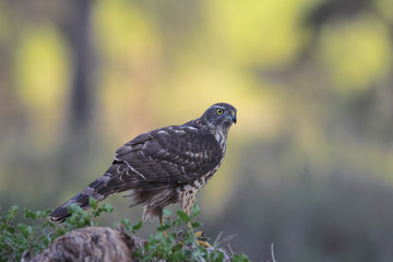 Northern goshawk into the snow