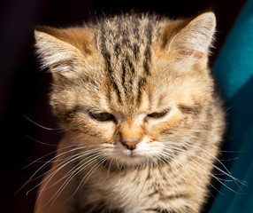Tabby Cat in the hands of the owner.
